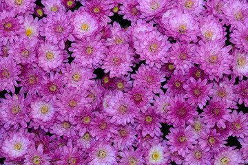 Little purple chrysanthemums