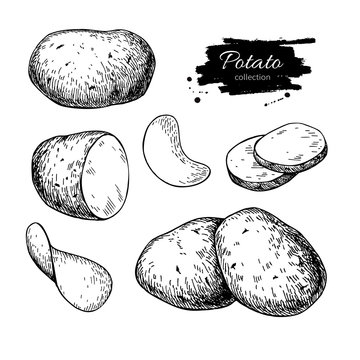 Potato drawing set. Vector Isolated potatoes heap, sliced pieces