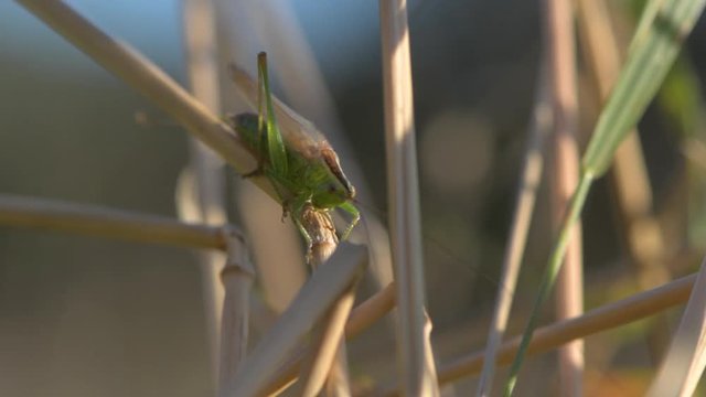 Long-winged conehead (Conocephalus discolor) calling song. Male cricket (Order Orthoptera) stridulating showing motion of wings producing sound