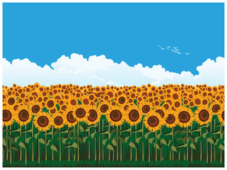Picturesque field of sunflowers