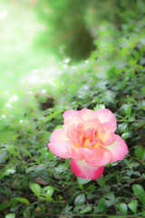 Obraz premium Close up of Yellow Pink Rose Flower