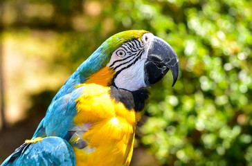 Blue and Yellow Macaw Parrot close up