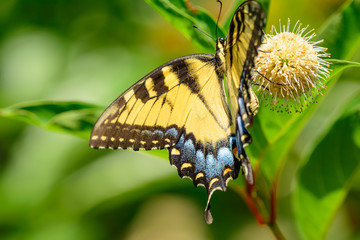 Fototapeta premium Eastern tiger swallowtail (Papilio glaucus)