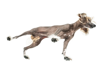 Chinese crested dog in studio
