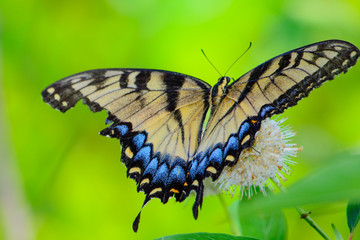 Eastern tiger swallowtail (Papilio glaucus)