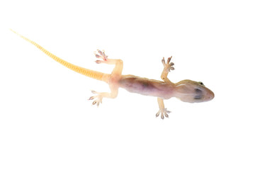 Close up lizard isolated on white background