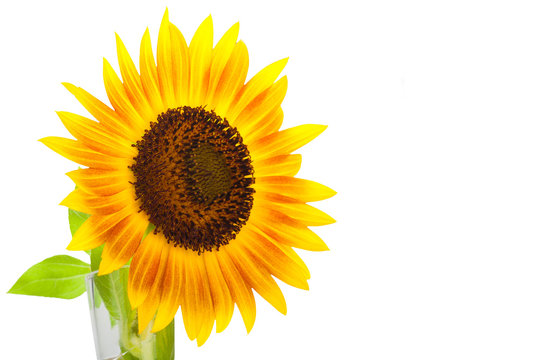 HELIANTHUS annuus 'Firecracker' sunflower over isolate white background.with clipping path and copyspace