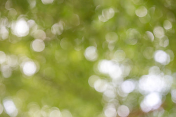 Obraz premium Green natural blurred background.