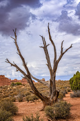 Fototapeta na wymiar Dead Juniper Tree, Arches National Park, Utah,, USA
