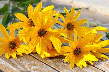 Jerusalem artichoke flowers