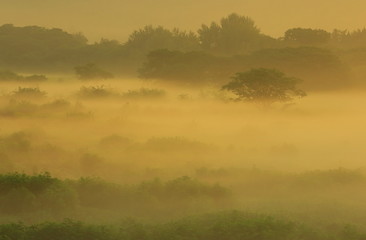 Fototapeta premium 朝霧の湿原