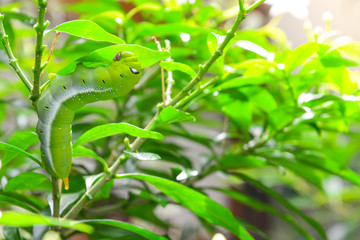 Fototapeta na wymiar worm the caterpillars eating leaves