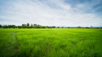 Green field and blue sky