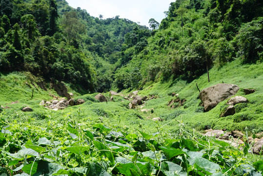 Fototapeta Tropical plants in the forest with sunlight