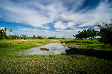 Local Thai Buffaloes are Taking a bath in Swamp