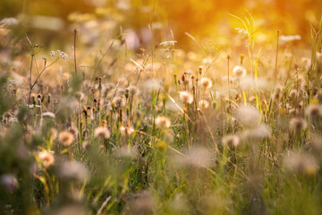 Romantic atmosphere of summer meadow