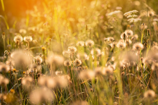 Fototapeta Dreamy atmosphere of romantic summer meadow
