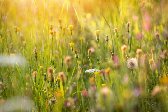 Fototapeta Atmosphere of summer flowering meadow