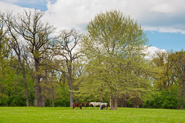 Horses on the meadow