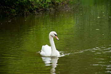 Fototapeta premium A Beautiful Swan