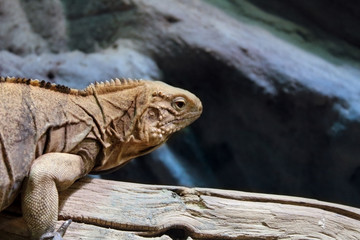 Iguana