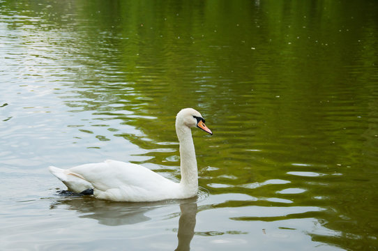 A Beautiful Swan
