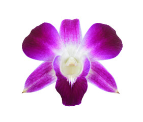 deep purple orchid