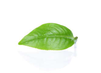 green tea leaf and water drop isolated on white background