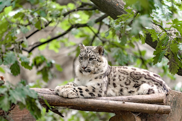 snow leopard, Irbis Uncia uncia