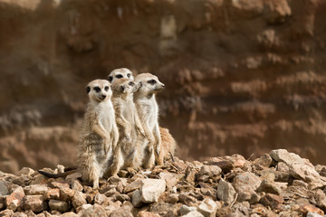 family of meerkat or suricate