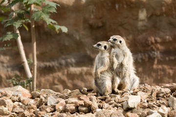 family of meerkat or suricate