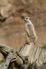 meerkat or suricate