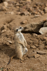 Fototapeta premium meerkat or suricate