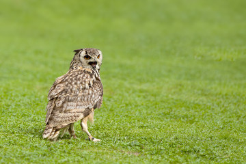 Eurasian Eagle Owl (Bubo bubo)