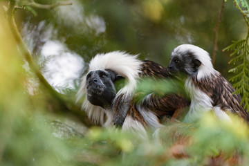 amarin family with small baby