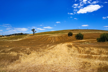 Obraz premium Rural Australian landscape in drought. Pastures fields in summer with yellow grass and clear blue sky with copy space. Australia, NSW