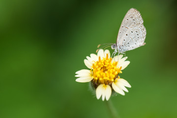 Small Butterfly on a flower