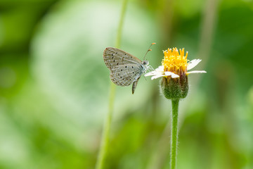 Small Butterfly on a flower
