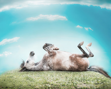 Horse lying on his back , feet up and resting on a hill of green grass on a background of blue sky with clouds