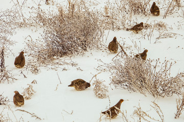 A flock of partridges in the food search in the snow-covered steppe