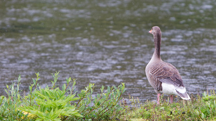 Greylag Goose in a national park in Iceland