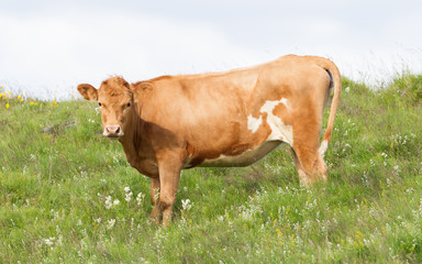 Red cow in Iceland