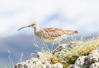 Whimbrel - Iceland