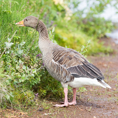 Greylag Goose eating in a national park in Iceland