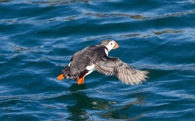 Atlantic Puffin (Fratercula arctica) flying low above water