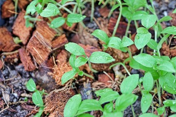 Sprout or weed / Young plant tried to survive. It can be sprout for new plant or weed