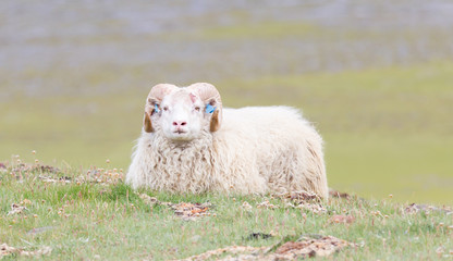 Obraz premium One Icelandic big horn sheep