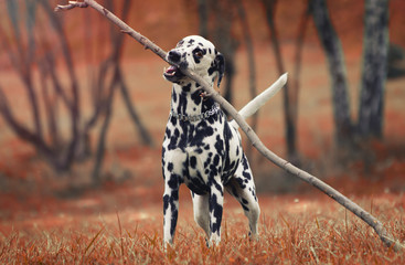Cute dog playing with stick - obrazy, fototapety, plakaty