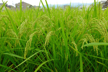 田んぼで実のなる稲穂の様子