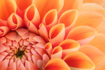 Fototapete Orange Orangefarbene Blütenblätter, Nahaufnahme und Makro der Chrysantheme, schöner abstrakter Hintergrund